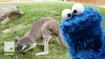 From Sesame Street to Down Under: Cookie Monster visits an Australian zoo