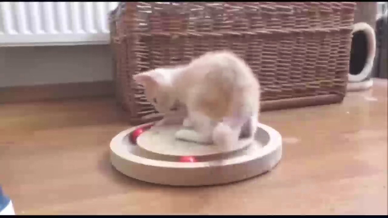 Cute and funny kittens
