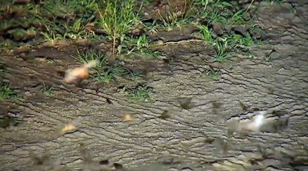 3-15-16 Sunset Drive Snowing flying termite alates with Jamie Paterson