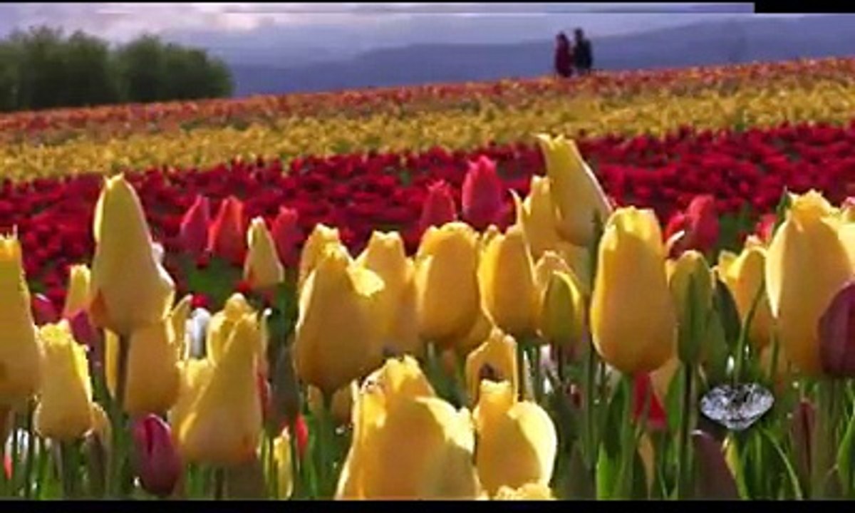 mohammad mustufa aye bahar andar bahar ayi