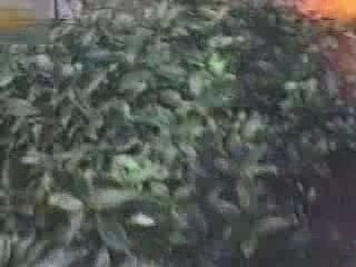 Comedy - Kid Gets Attacked By Cat