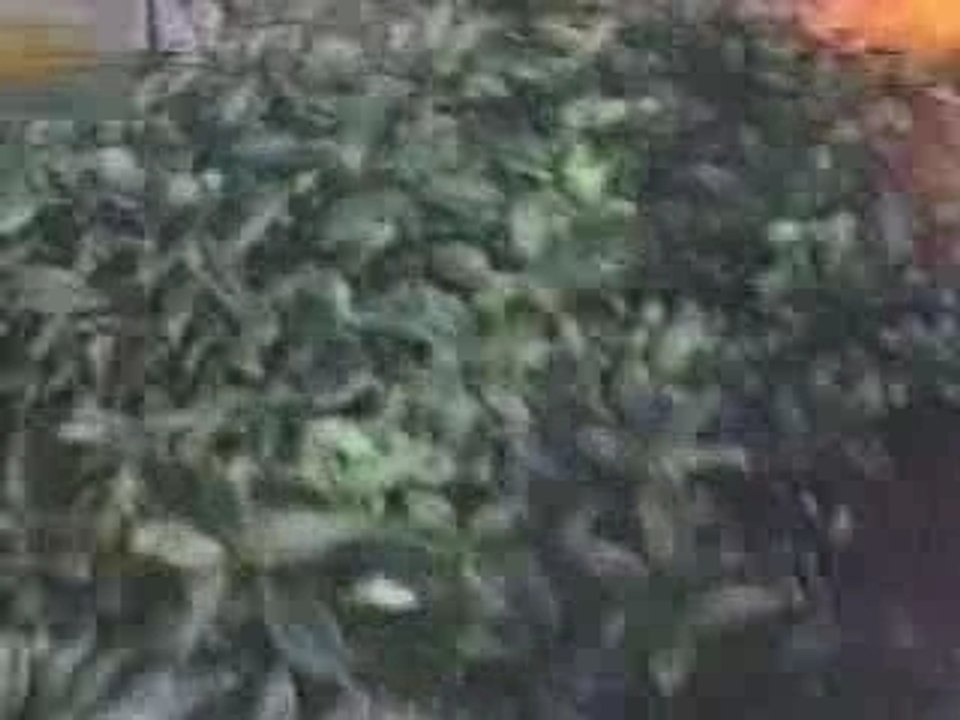 Comedy - Kid Gets Attacked By Cat