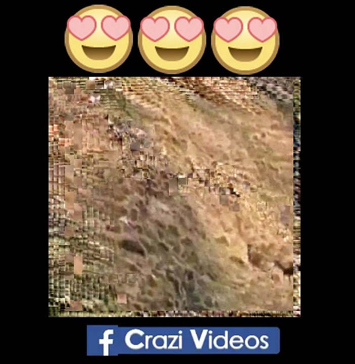 OMG! They are So Cute Animals Race on the Mountain hahaha So Funny