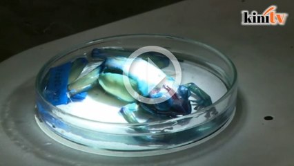 Katak hijau pemberontak FARC semakin terancam