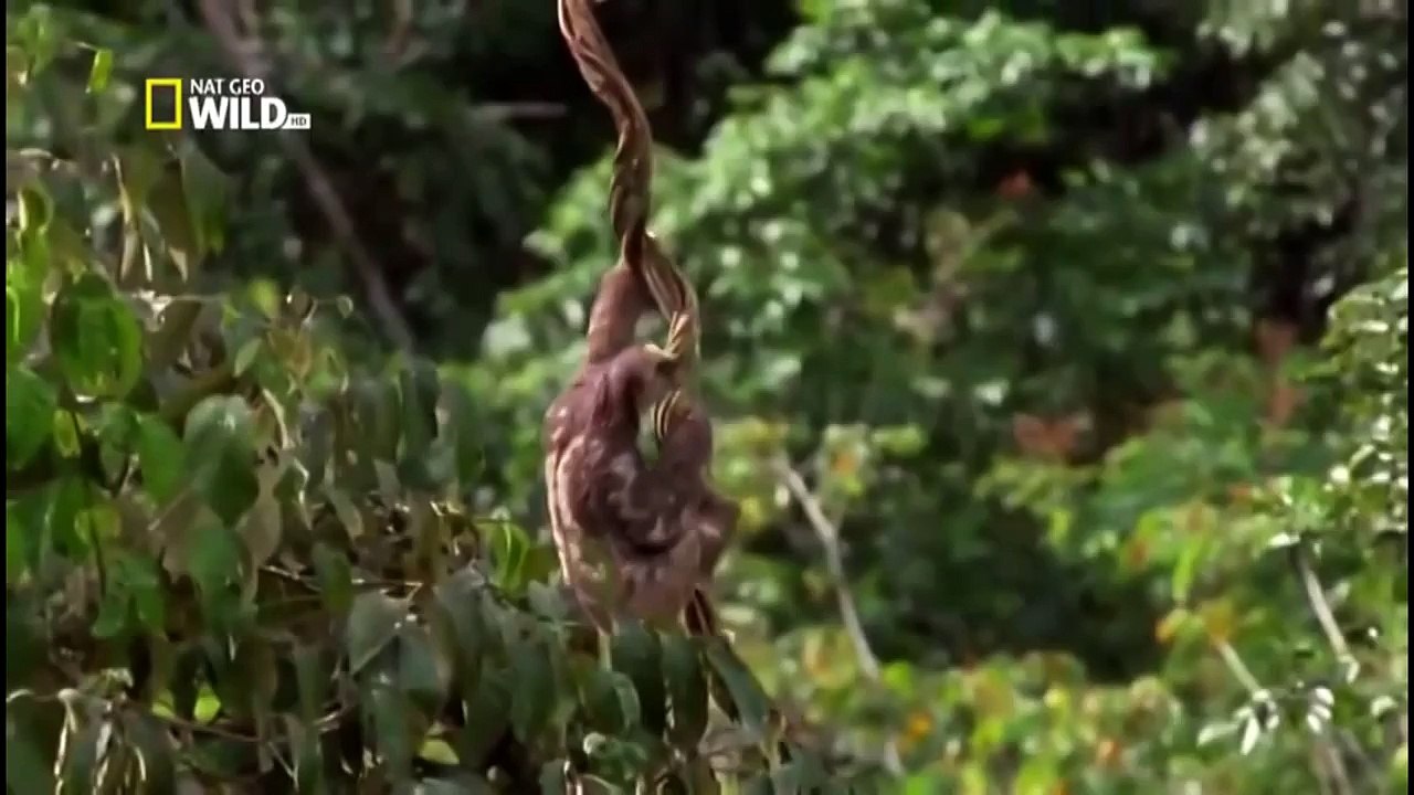 The Secret World of Insects - Documentary