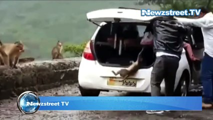 Viral video: A monkey kidnapped by two people