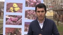 Erzurum-Kış Turizm Merkezi Palandöken, Çiçekleriyle Expo'da
