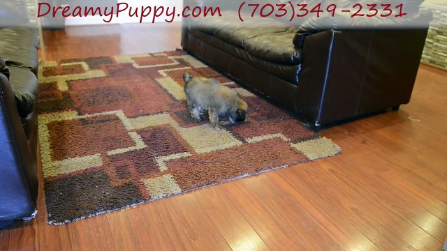 Dreamy Puppy Soft Coated Wheaton Girl!