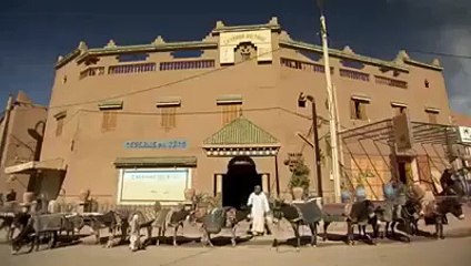 Discover the Latest Types of Donkeys 🐴