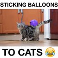 Sticking balloons to cats