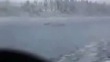 рыба или подводная лодка