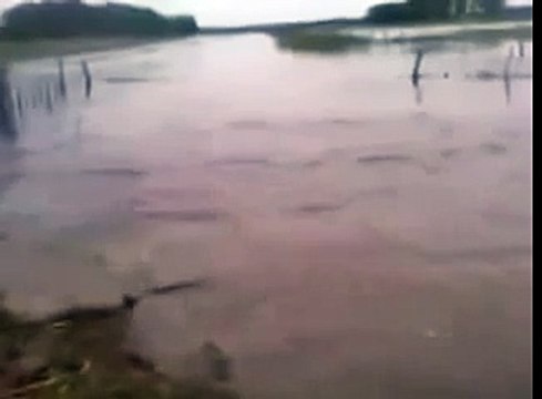 Сазан выпрыгивает