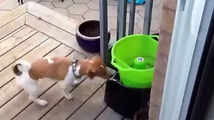 Самостоятельная собака!