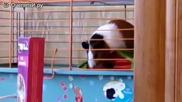 Свинка падает во сне