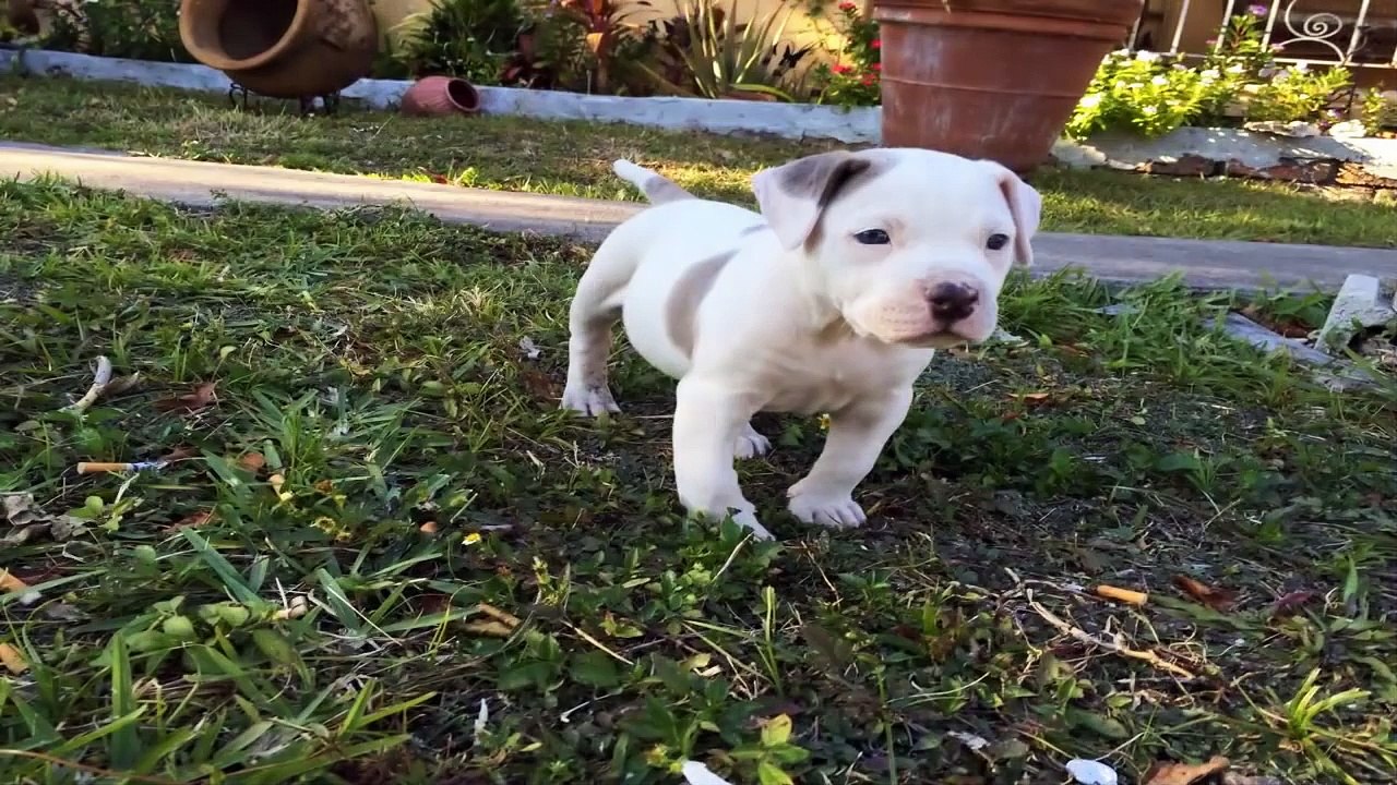 American Bulldog Dog Breed Information | TOP 10 STRONGEST DOGS