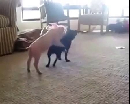 Собака против двух поросят!1