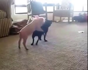 Собака против двух поросят!1