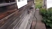 Собаканёс