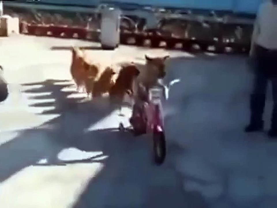 соБАЧКИ ШАГАЮТ на задних лапах!