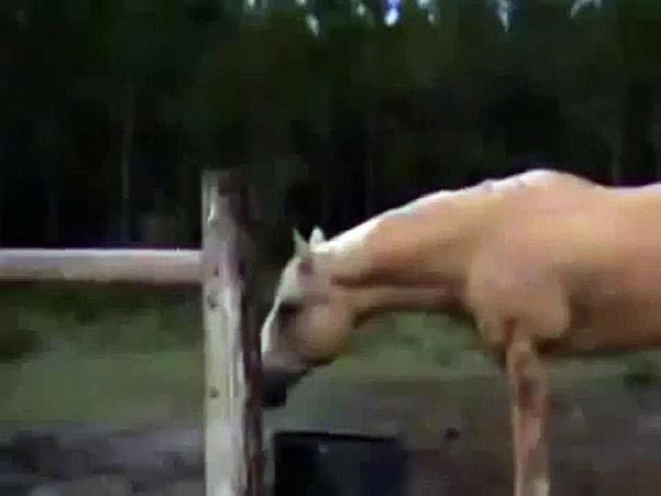 Сумашедший испуг!прикол!