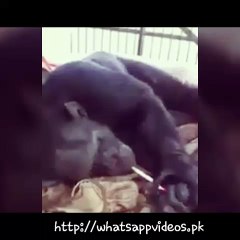 monkey smoking whatsapp funny video