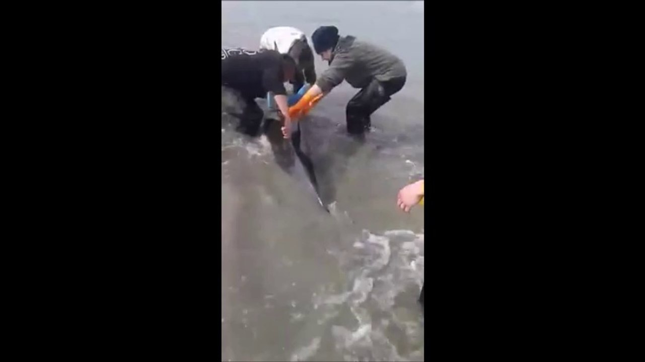 Des ostréiculteurs sauvent un dauphin et ses trois bébés en Bretagne2