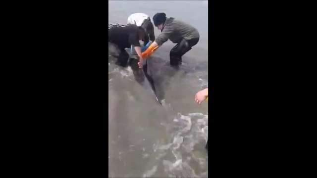 Des ostréiculteurs sauvent un dauphin et ses trois bébés en Bretagne2