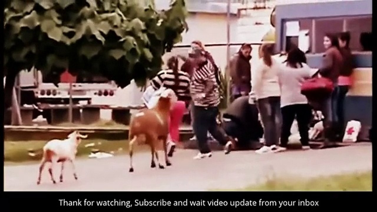 Best Public Animal Attack Funny Animal Attack Video