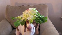 100 fruits et légumes sur la tête d'un chien