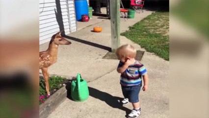 Un faon embête un enfant... Viens par-là que je te nettoie les oreilles!