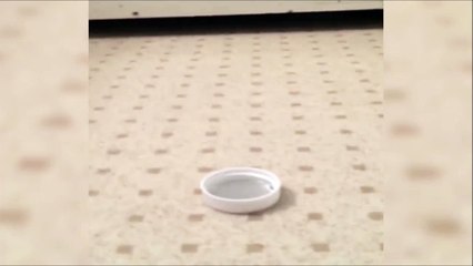 Jouer au hockey avec son chat