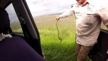 Un serpent planqué dans la voiture. Flippant