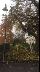 La revanche de l'arbre coupé : enorme fail