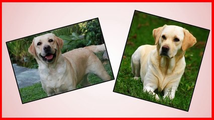 Top 5 breeds of dogs | Las 5 mejores razas de perros