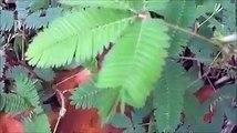 Amazing plant responds to touch