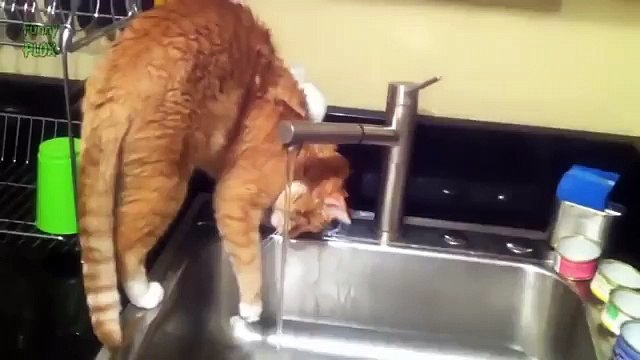 Прикольное видео про кошек! Смешное купание котов!