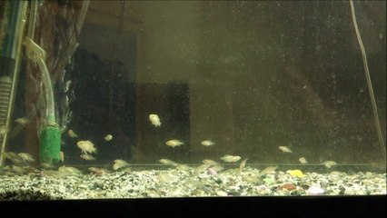 70 Adet Sarı Prenses Yavrusu