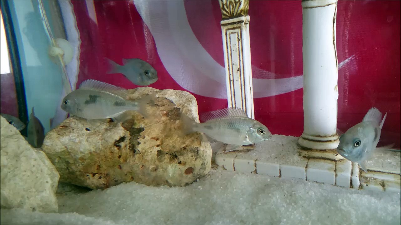 70 Lt'lik Yunus Ciklet Akvaryumu