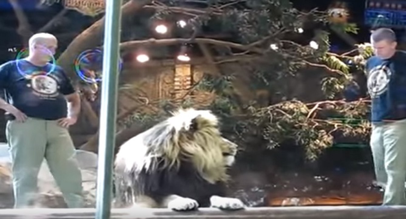 L'incroyable sauvetage d'un soigneur par une lionne dans un zoo