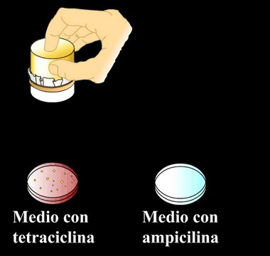 Replicador de cajas Petri