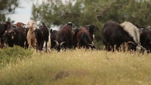 Koyun ve Keçi Sütü Fiyatları Artmaya Devam Ediyor