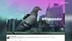Backpack-wearing pigeons report London air quality