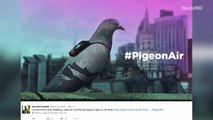 Backpack-wearing pigeons report London air quality