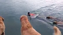 Avec tout ces chiens pour le sauver il ne peut pas se noyer lui