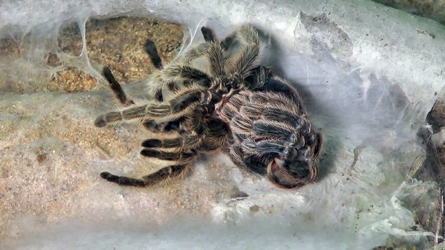 Une araignée change de peau. Magnifique mais flippant