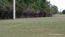 Un taureau débarque sur un terrain de foot et charge des enfants en plein match