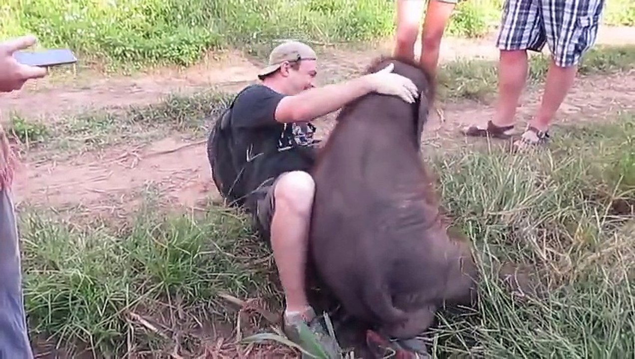 Un bébé éléphant amoureux d'un touriste... Très gros calin!