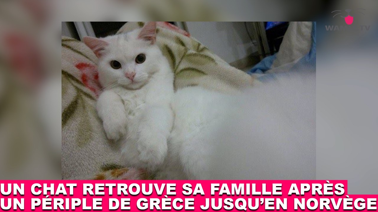 Un chat retrouve sa famille après un périple de Grèce jusqu'en Norvège ! L'histoire dans la minute chat #160