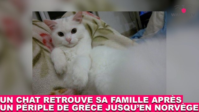 Un chat retrouve sa famille après un périple de Grèce jusqu'en Norvège ! L'histoire dans la minute chat #160