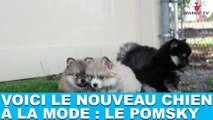 Voici le nouveau chien à la mode : le Pomsky ! Tout de suite dans la minute chien #160